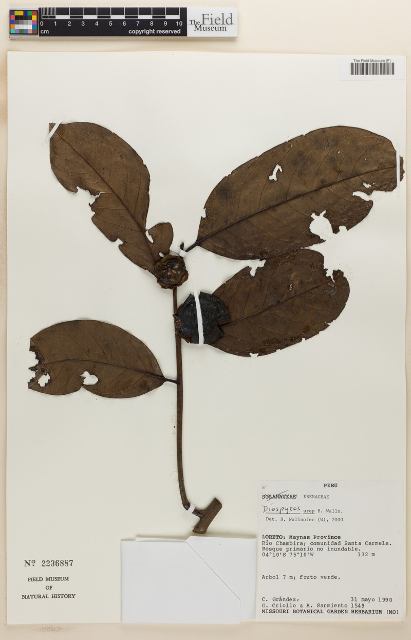 Diospyros urep photo 2
