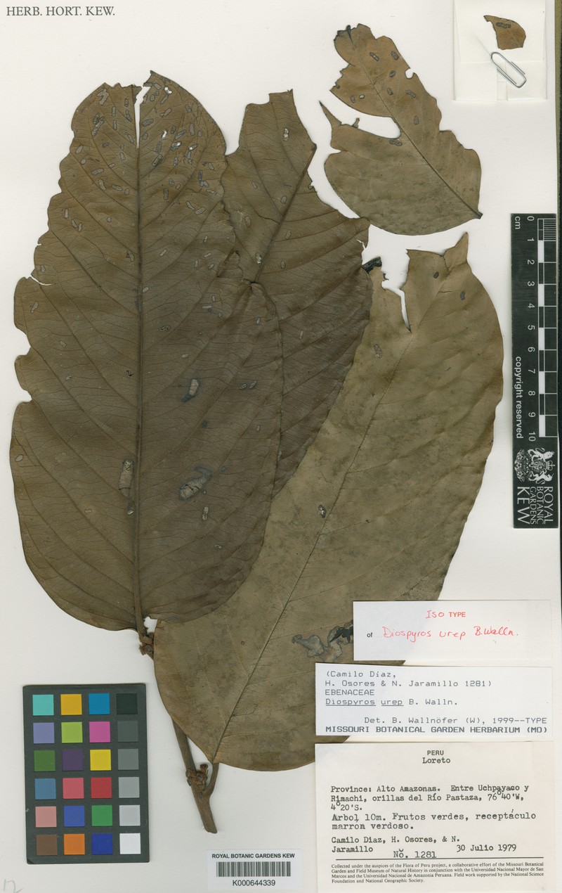 Diospyros urep photo 3