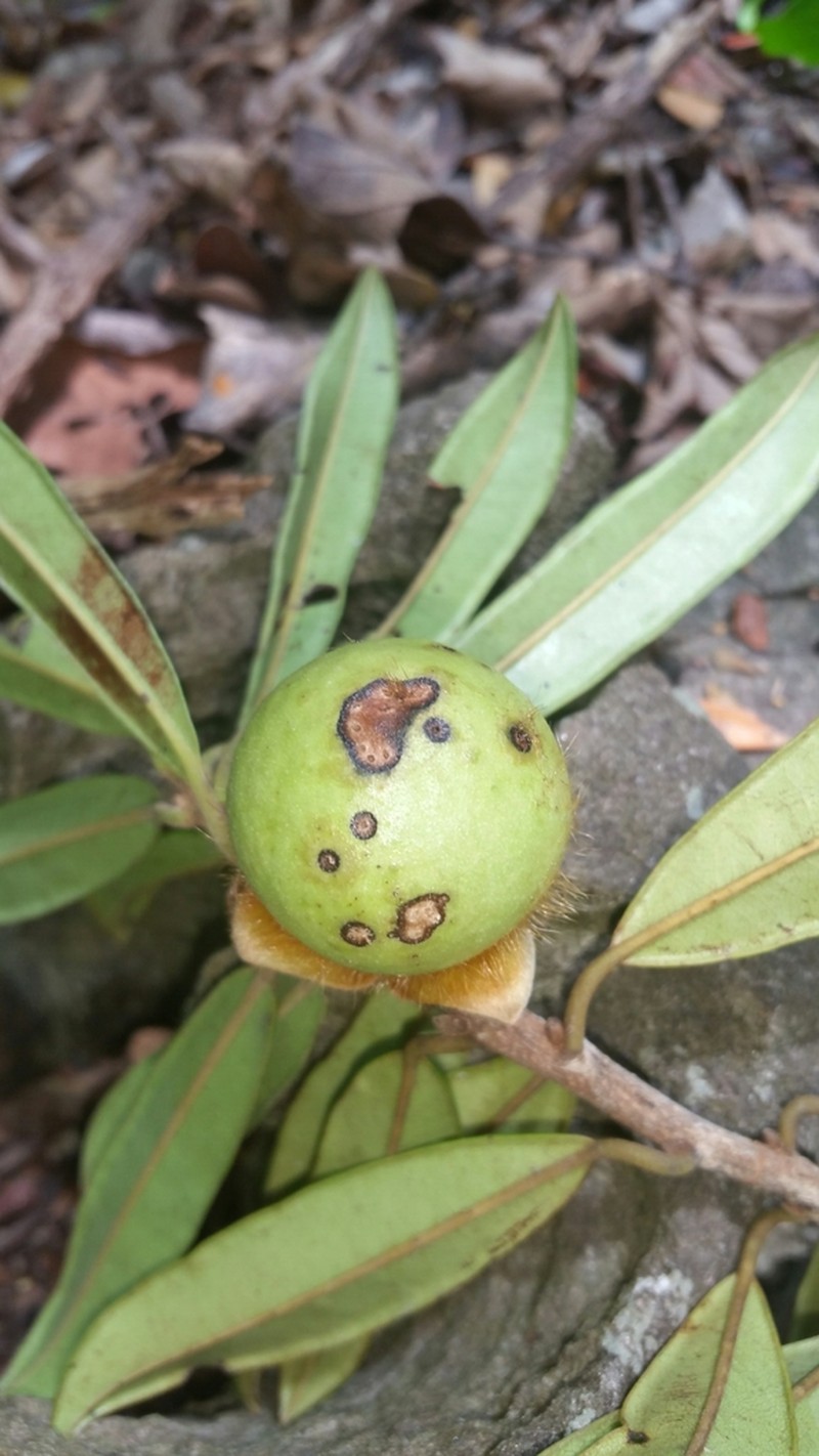 Diospyros urschii