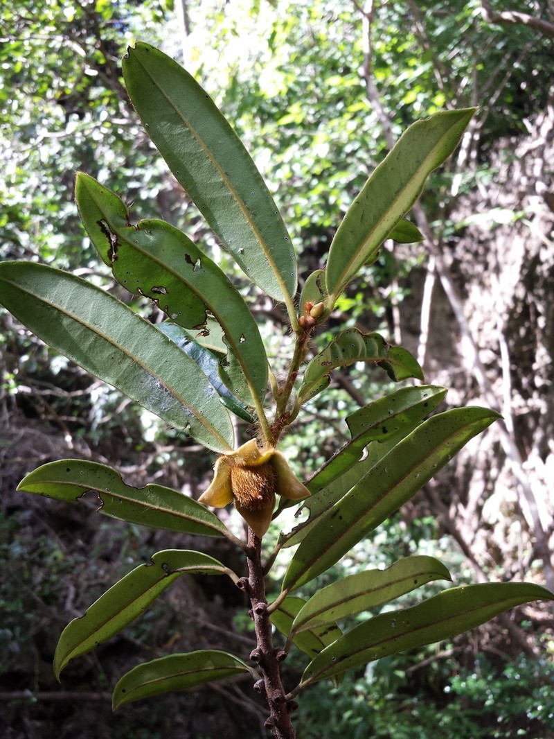 Diospyros urschii photo 2