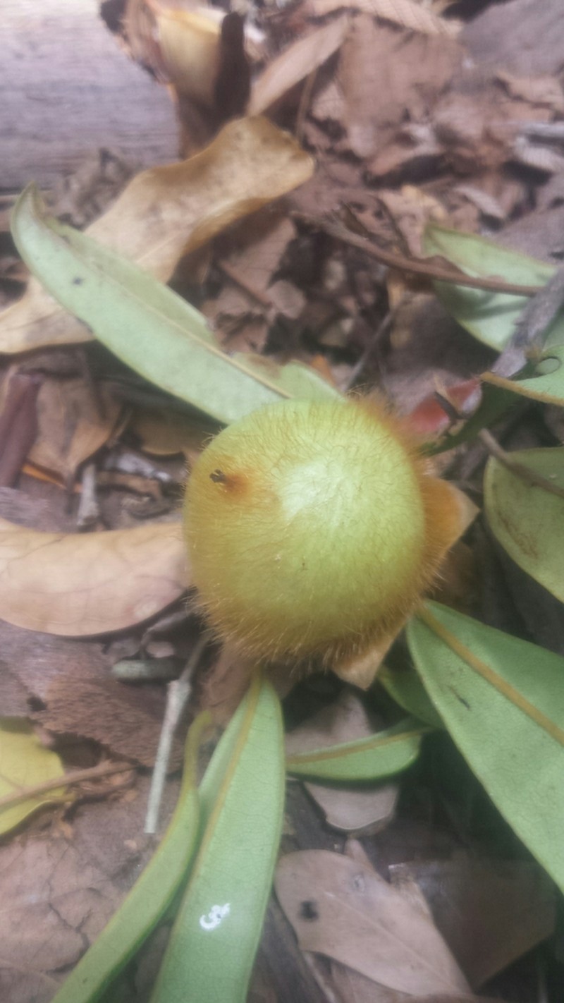 Diospyros urschii photo 3