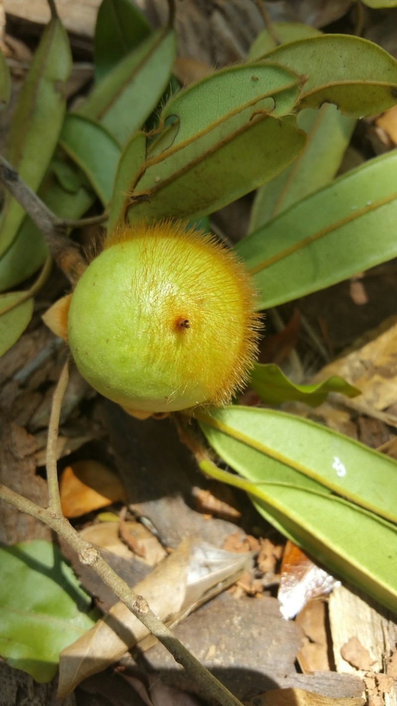 Diospyros urschii photo 4
