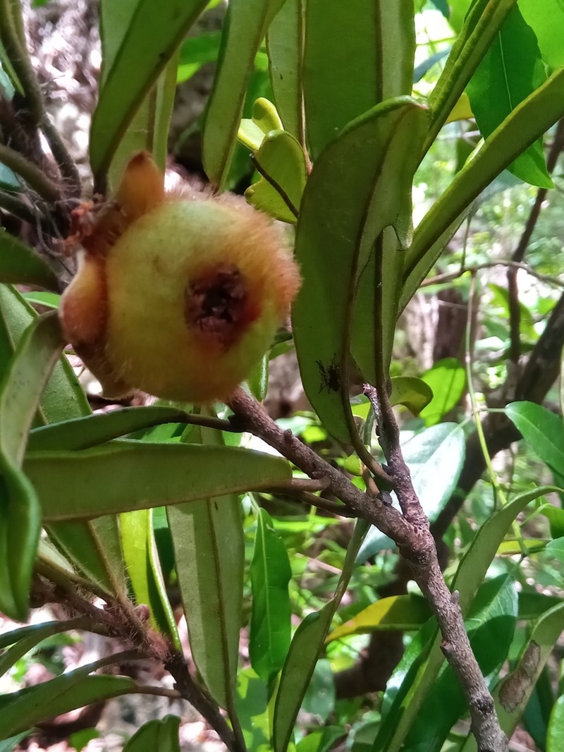 Diospyros urschii photo 5