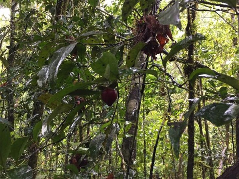 Diospyros uvida