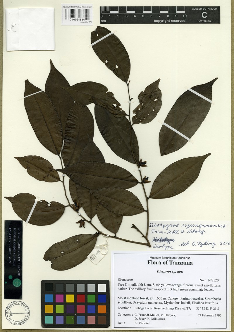 Diospyros uzungwaensis