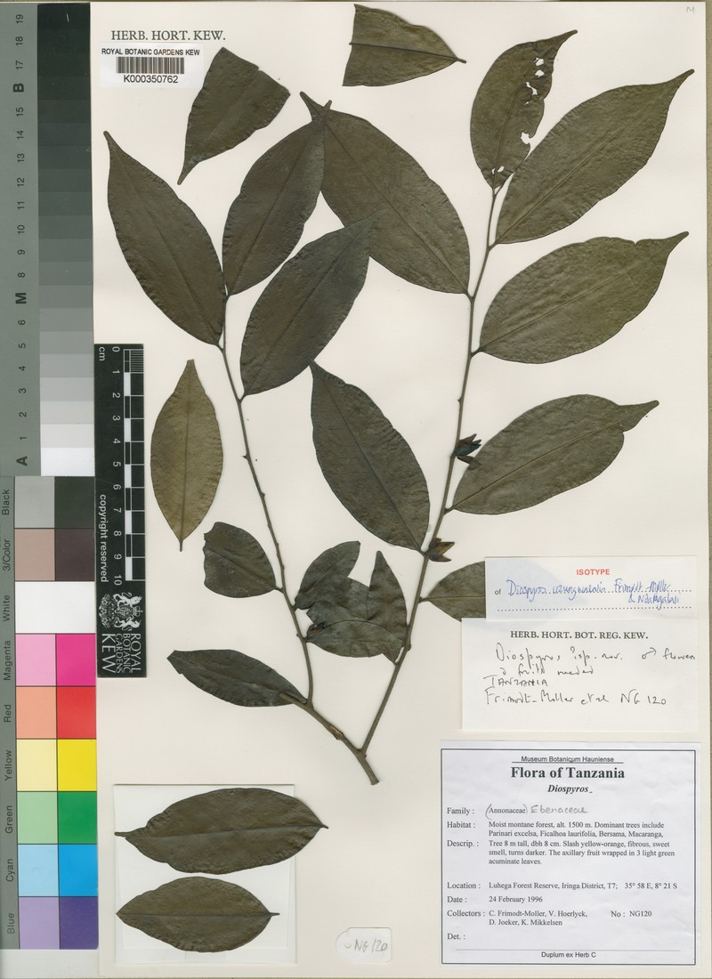 Diospyros uzungwaensis photo 2
