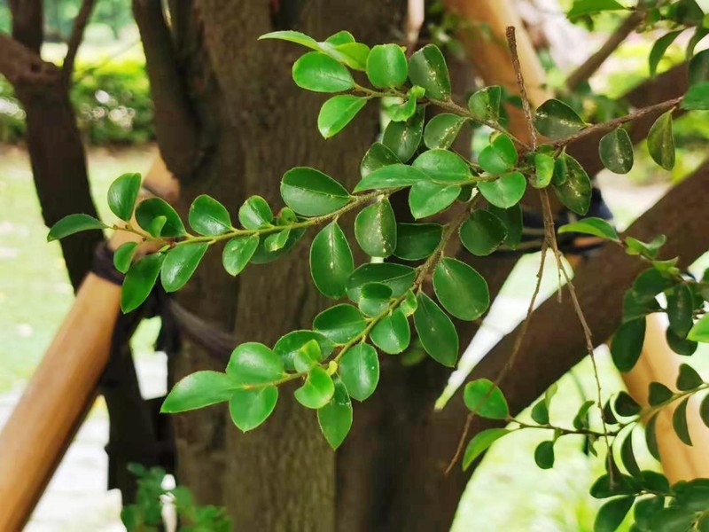 Diospyros vaccinioides photo 3