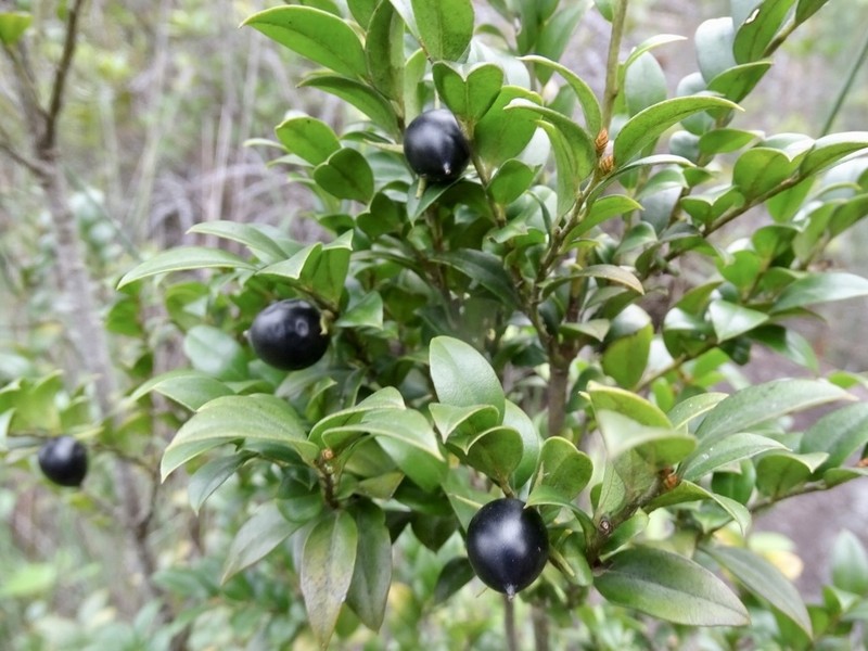 Diospyros vaccinioides photo 4
