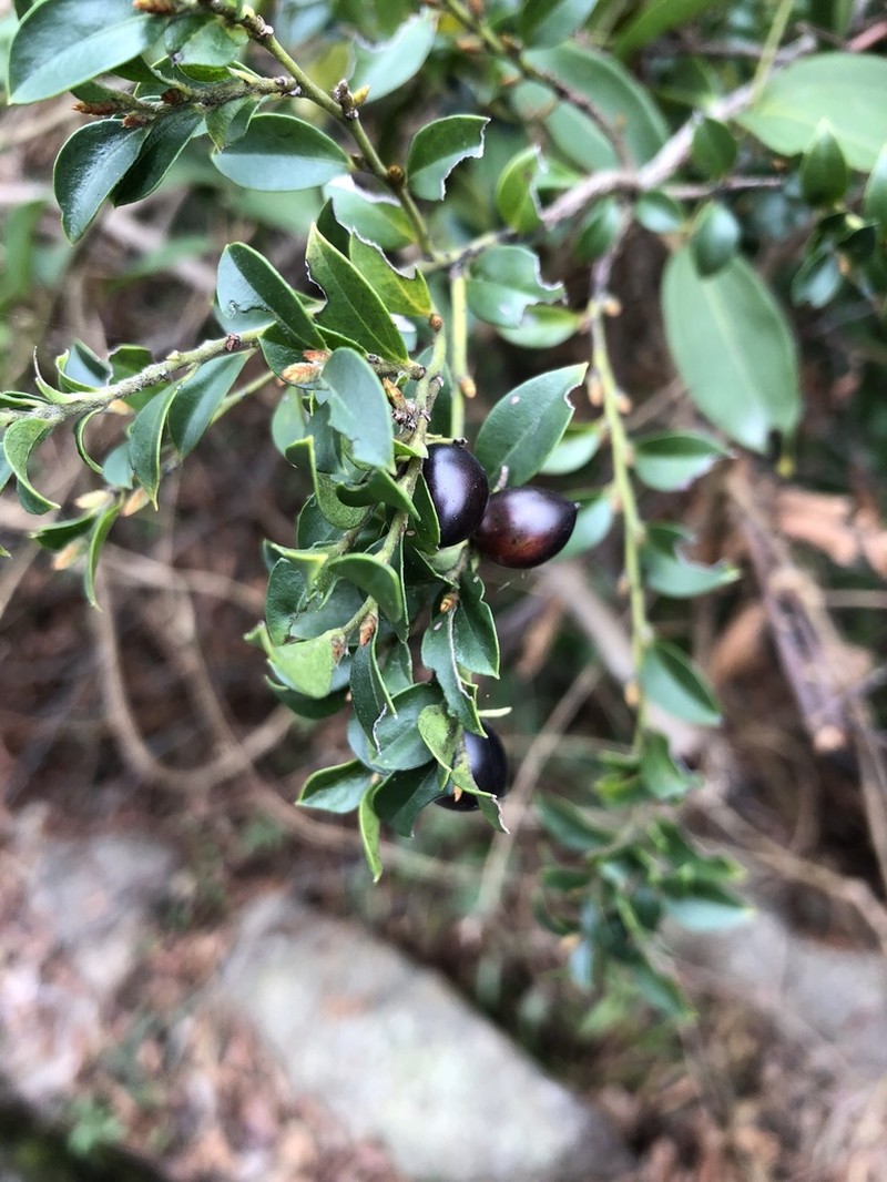 Diospyros vaccinioides photo 5