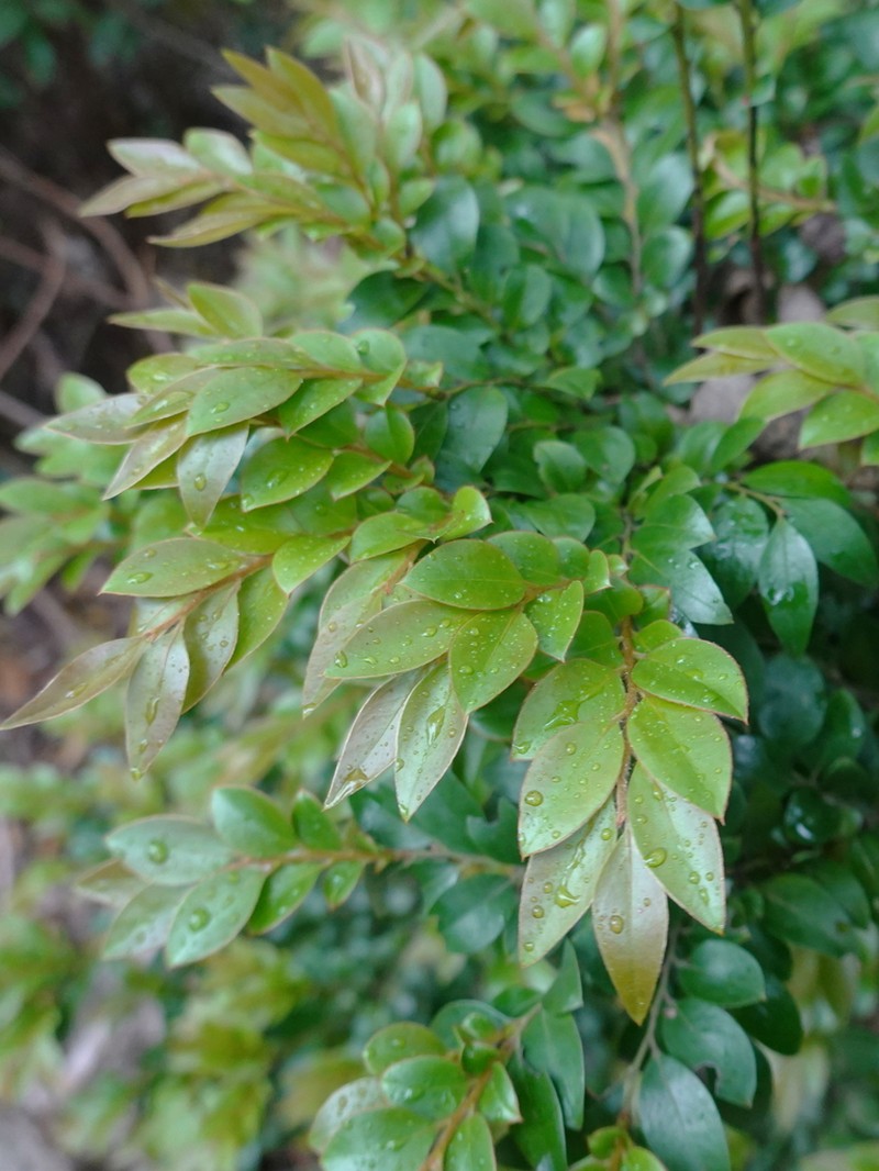 Diospyros vaccinioides photo 6