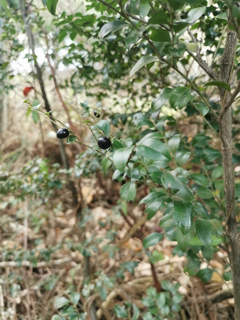 Diospyros vaccinioides photo 7
