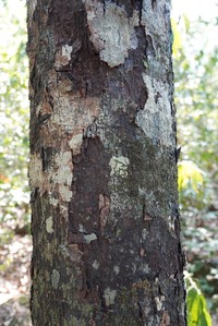 Diospyros variegata