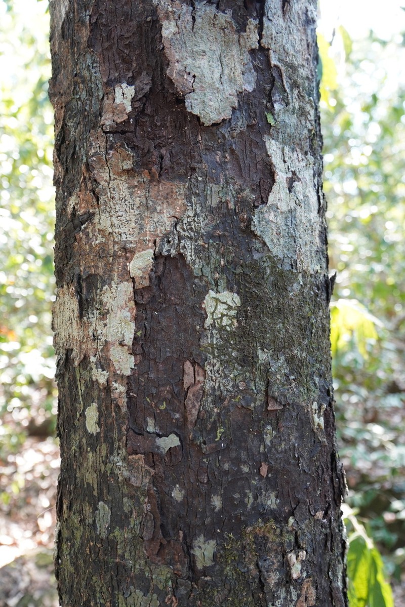 Diospyros variegata