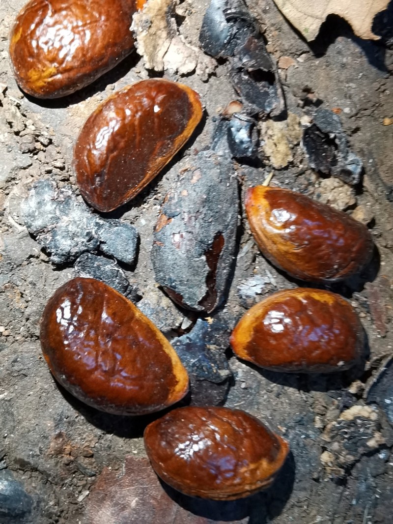 Diospyros variegata photo 3