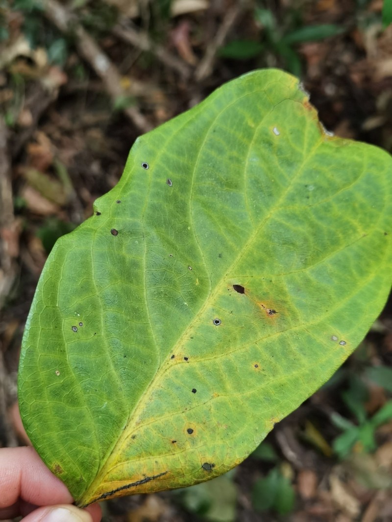 Diospyros variegata photo 5