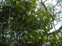Diospyros veillonii