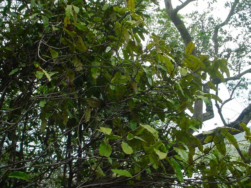 Diospyros veillonii