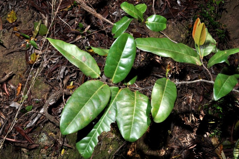 Diospyros veillonii photo 2