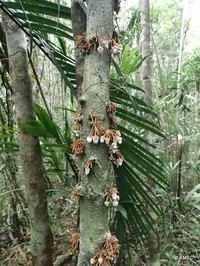 Diospyros velutipes