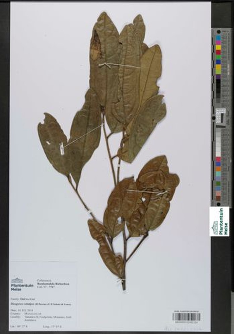 Diospyros velutipes photo 3