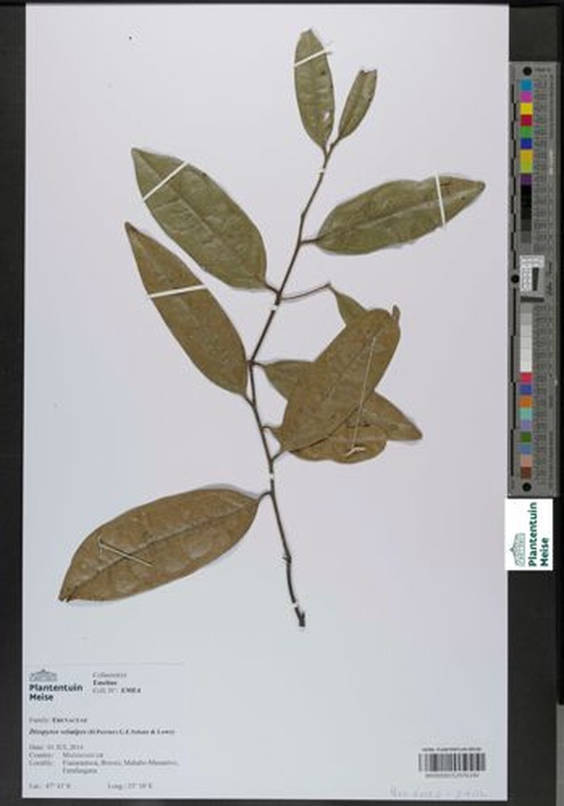 Diospyros velutipes photo 4