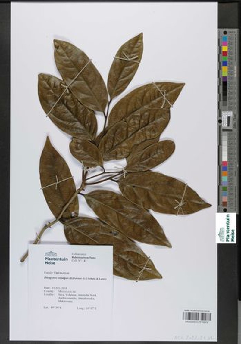Diospyros velutipes photo 5