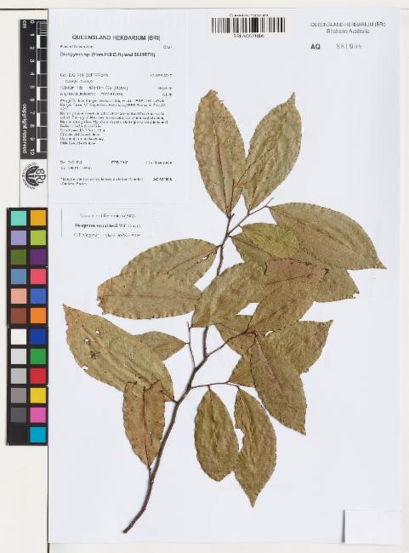 Diospyros venablesii photo 2