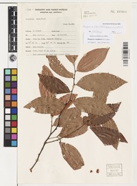 Diospyros venablesii