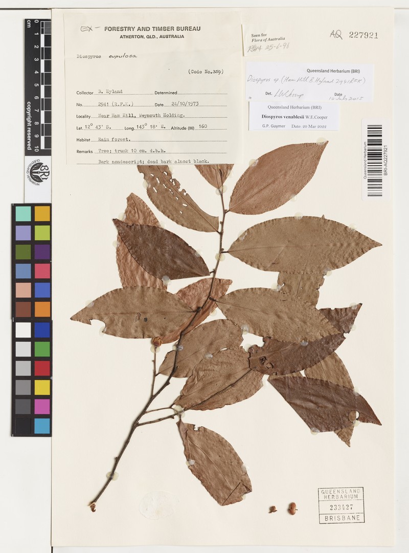 Diospyros venablesii