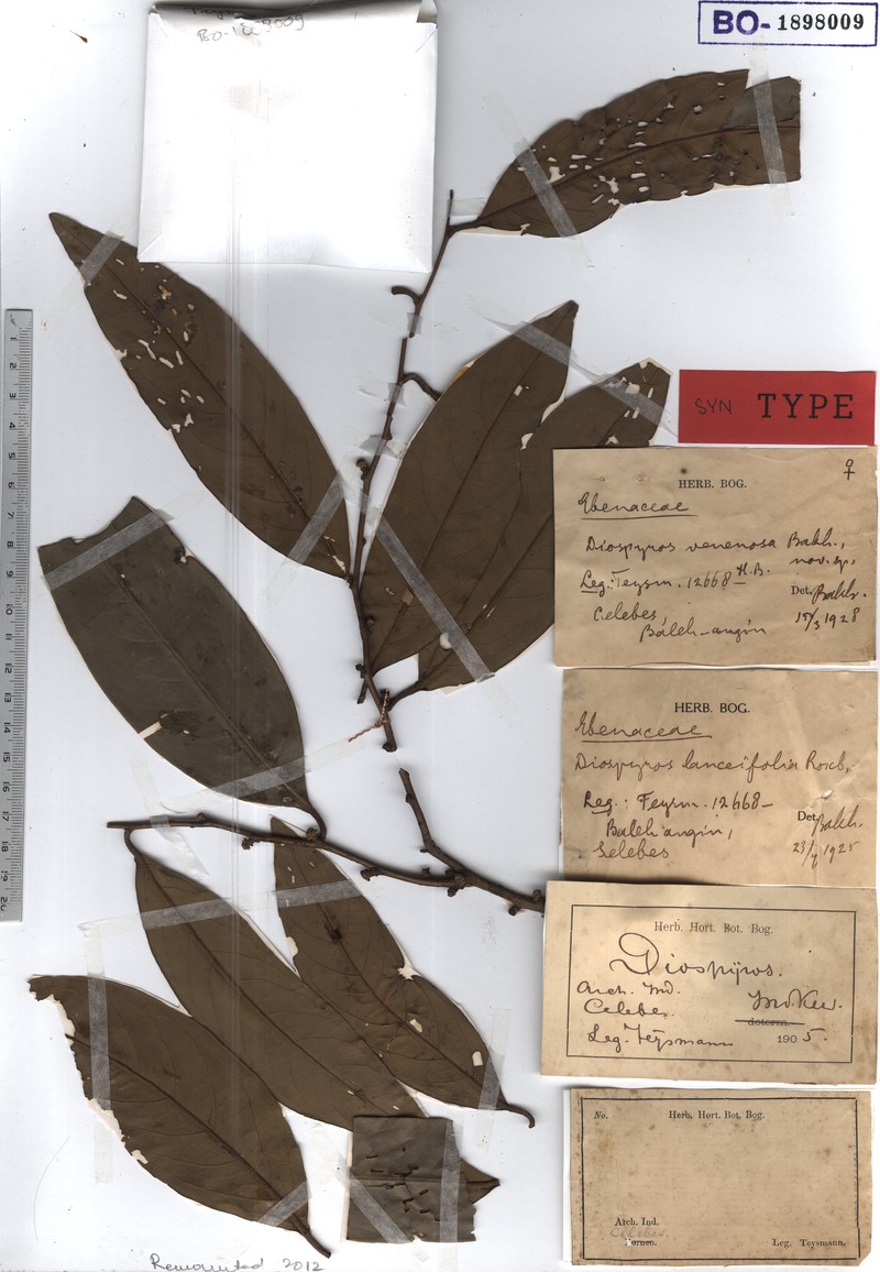 Diospyros venenosa