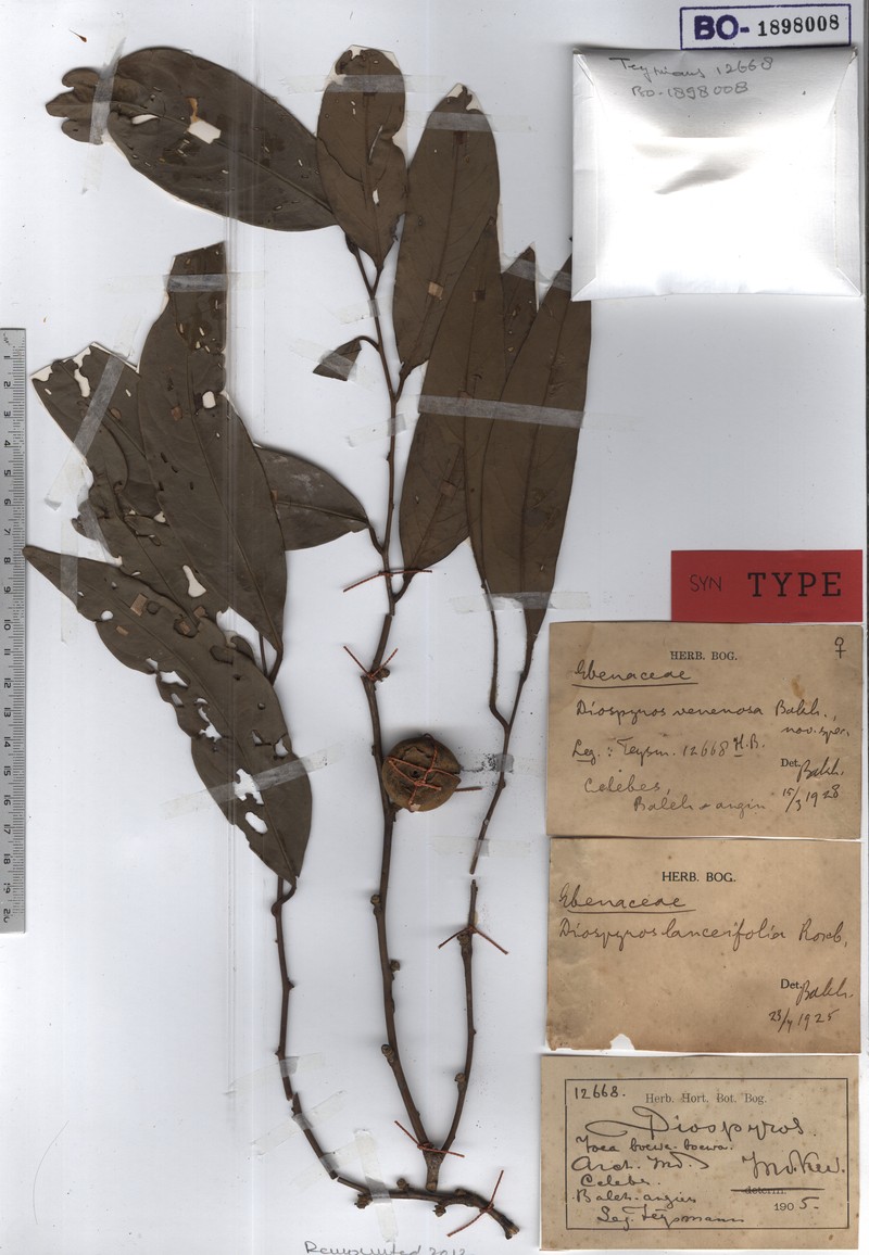 Diospyros venenosa photo 2