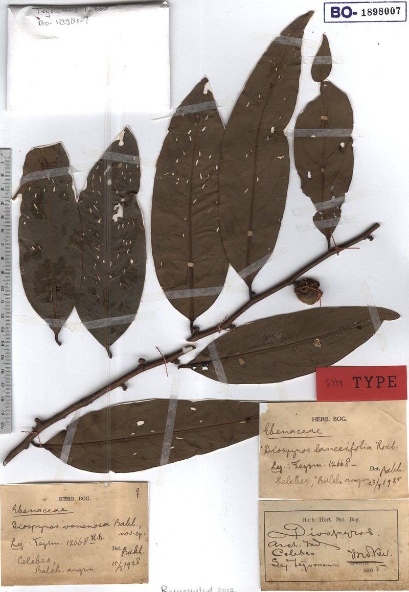 Diospyros venenosa photo 3