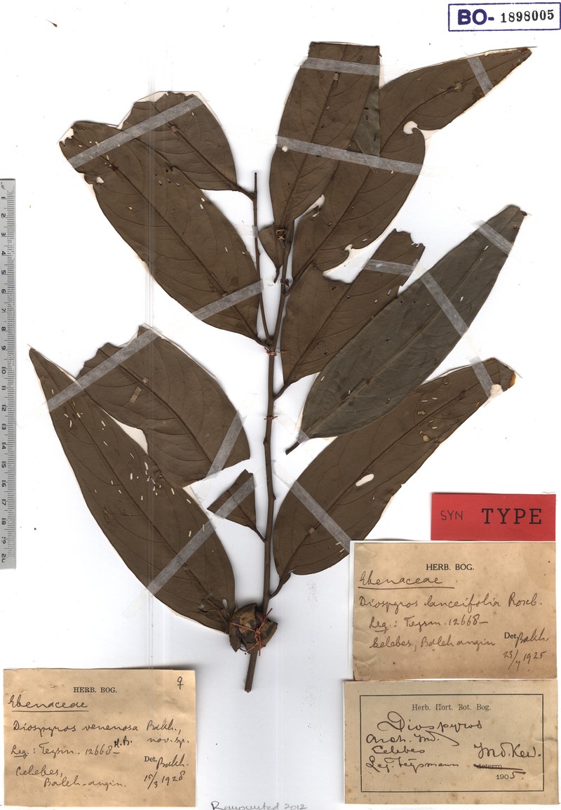 Diospyros venenosa photo 5