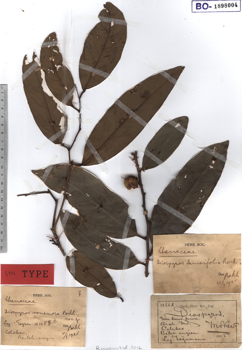 Diospyros venenosa photo 6