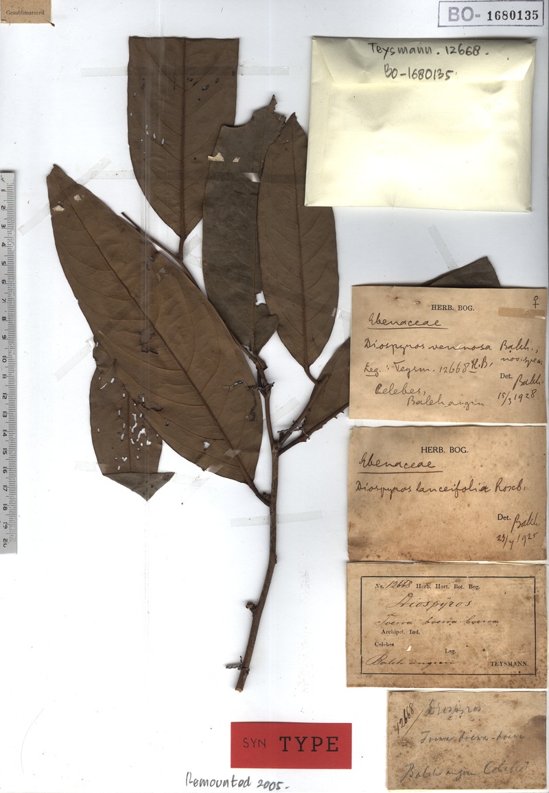 Diospyros venenosa photo 7