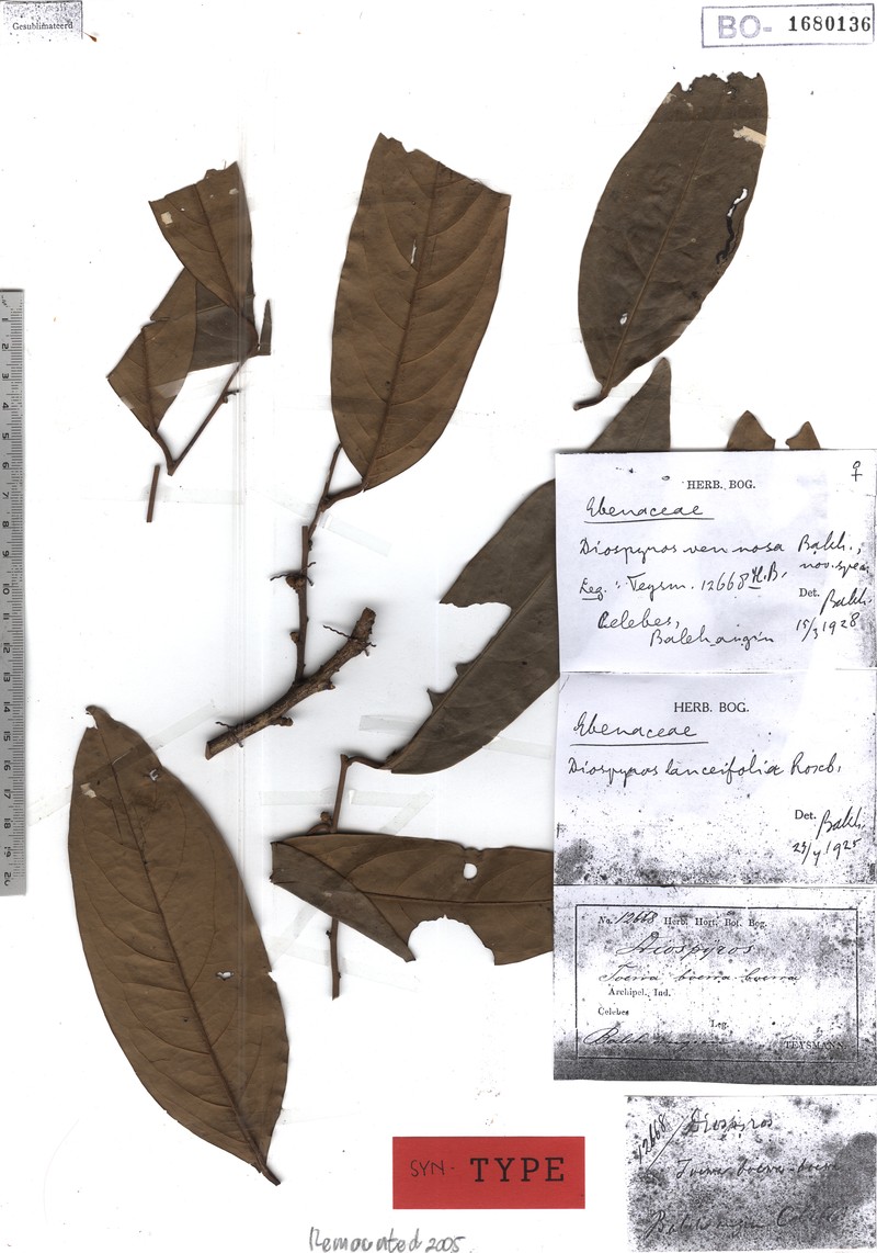 Diospyros venenosa photo 8