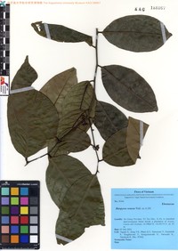 Diospyros venosa