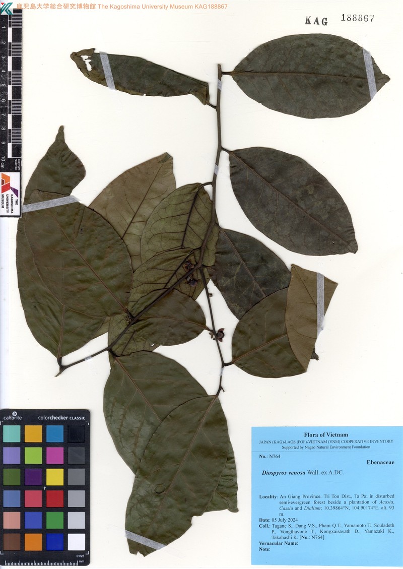 Diospyros venosa