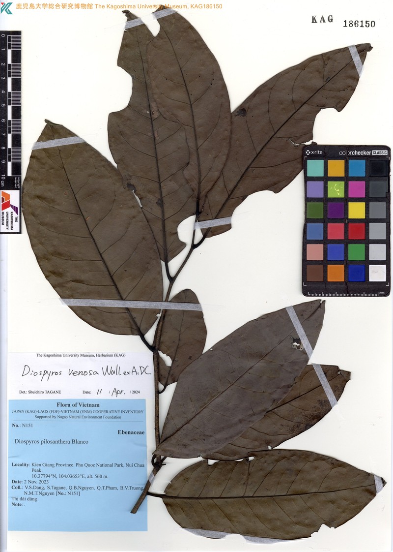 Diospyros venosa photo 2