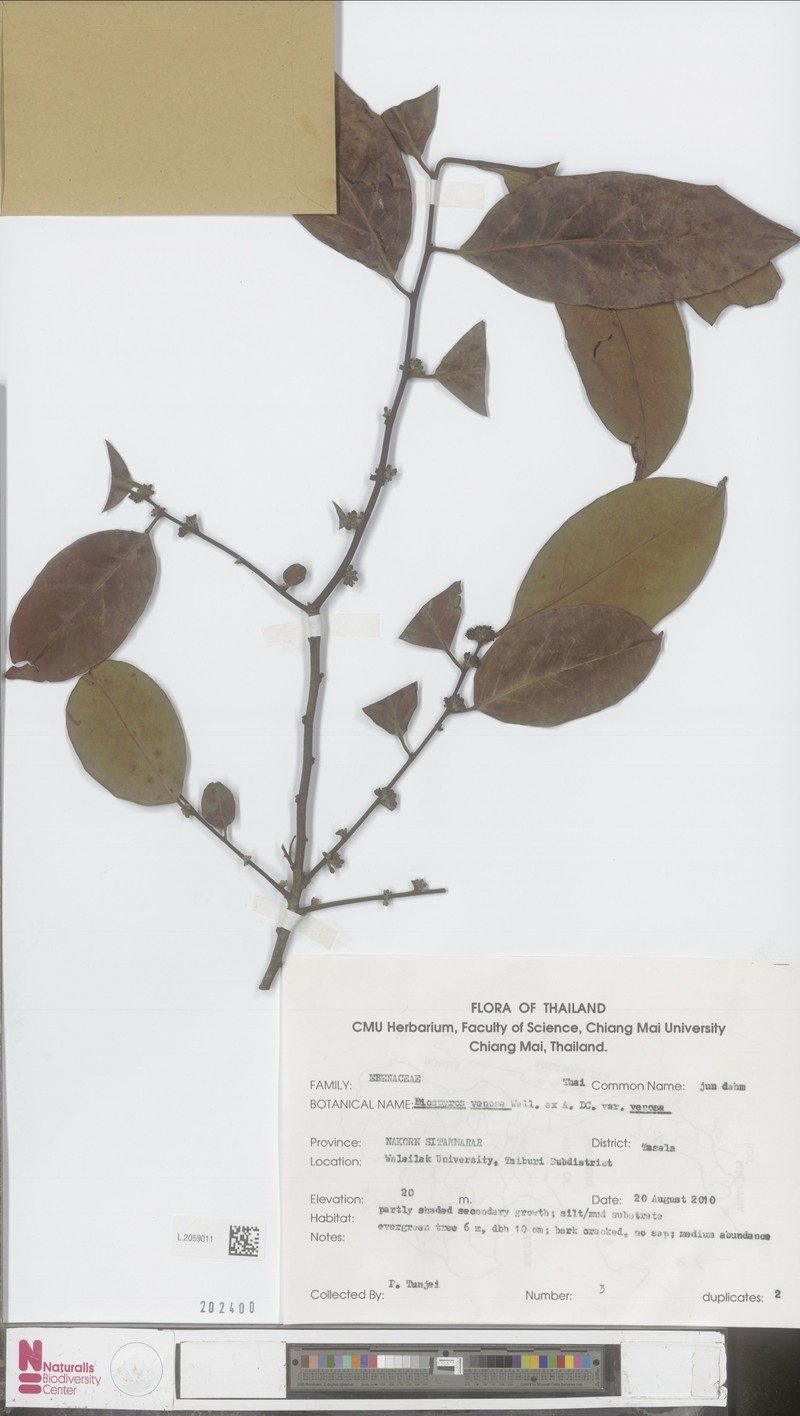 Diospyros venosa photo 3