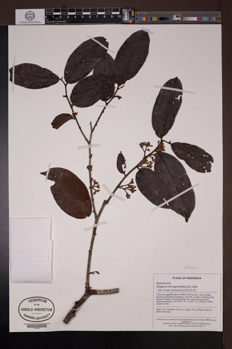 Diospyros venosa photo 4