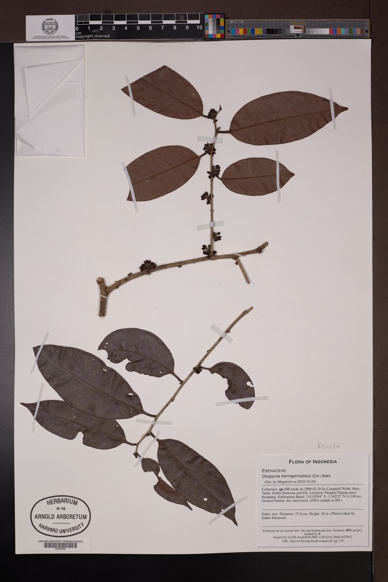 Diospyros venosa photo 5