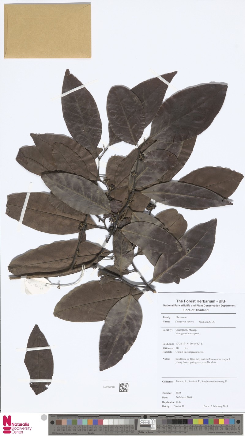 Diospyros venosa photo 6
