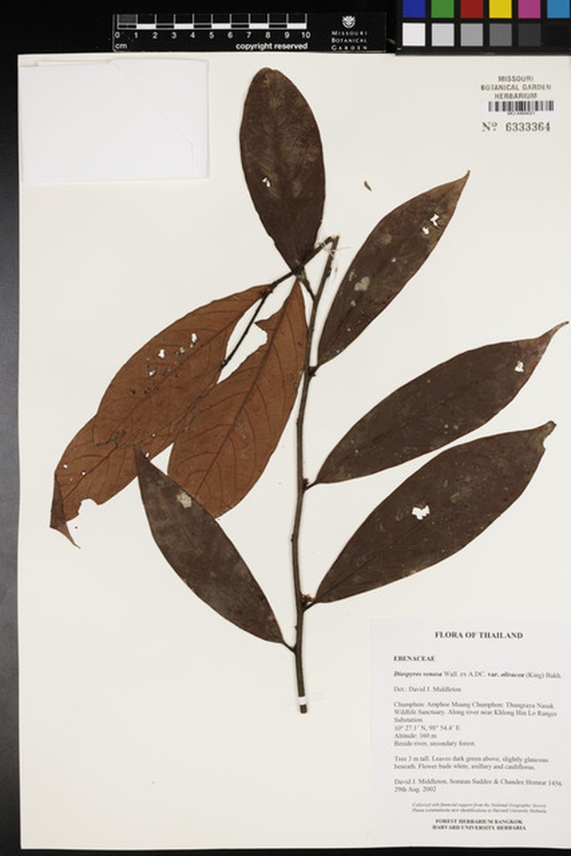 Diospyros venosa var. olivacea