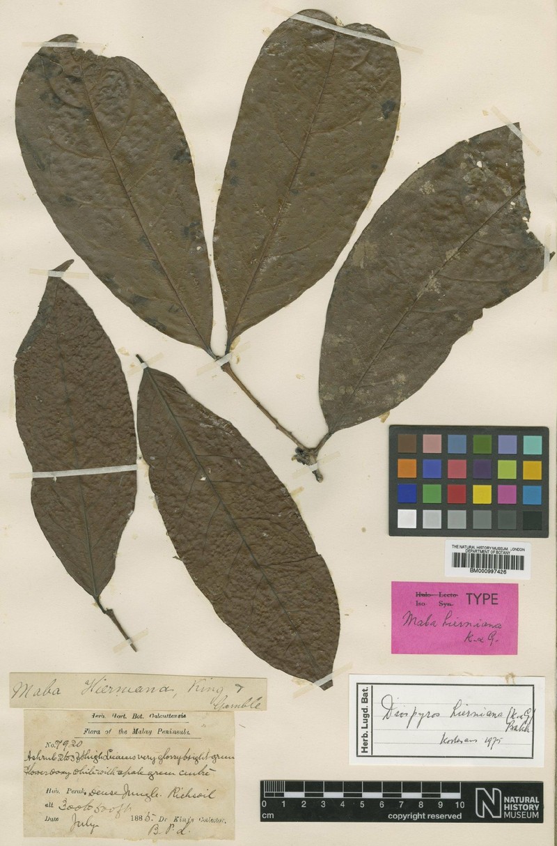 Diospyros venosa var. olivacea photo 2