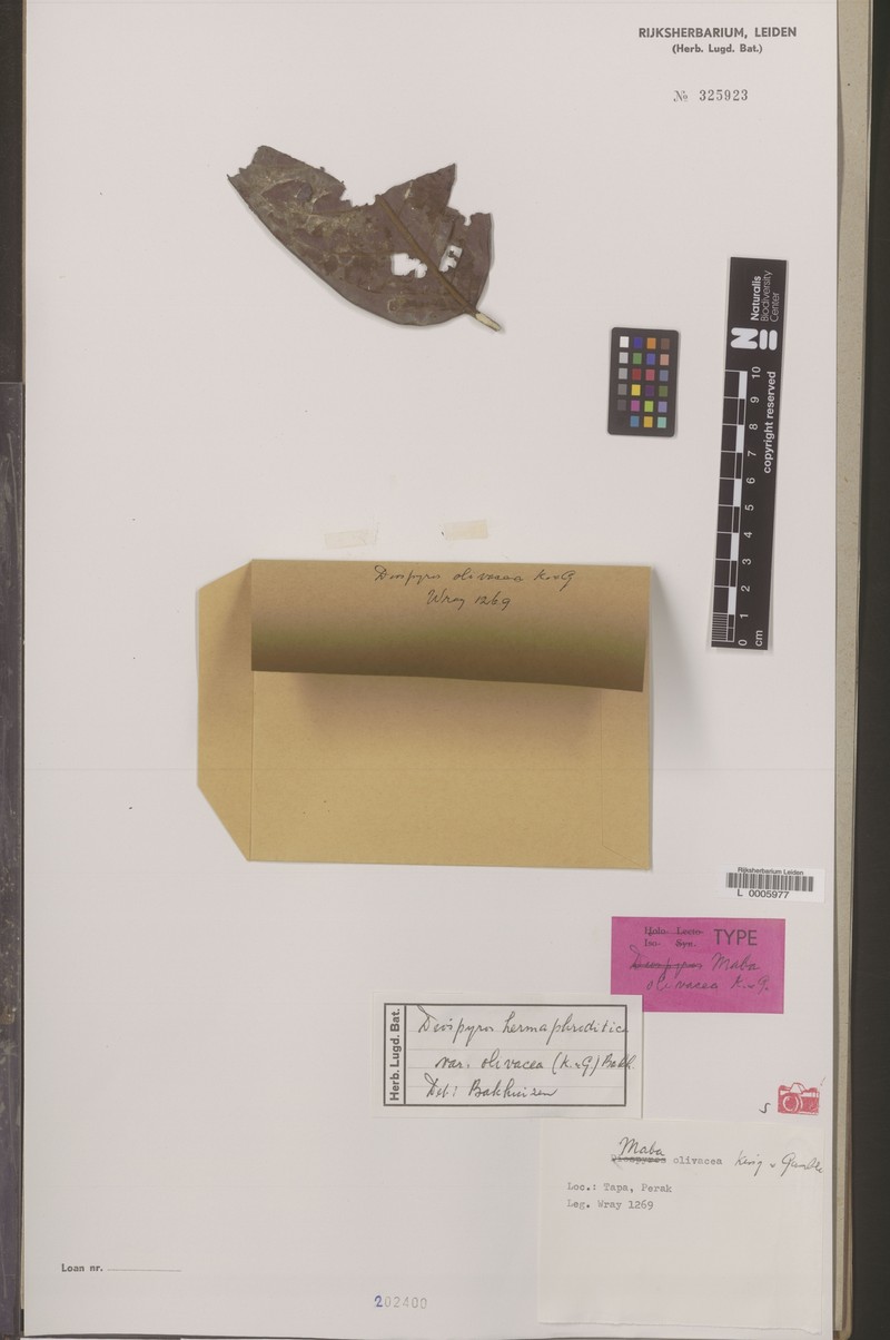 Diospyros venosa var. olivacea photo 3