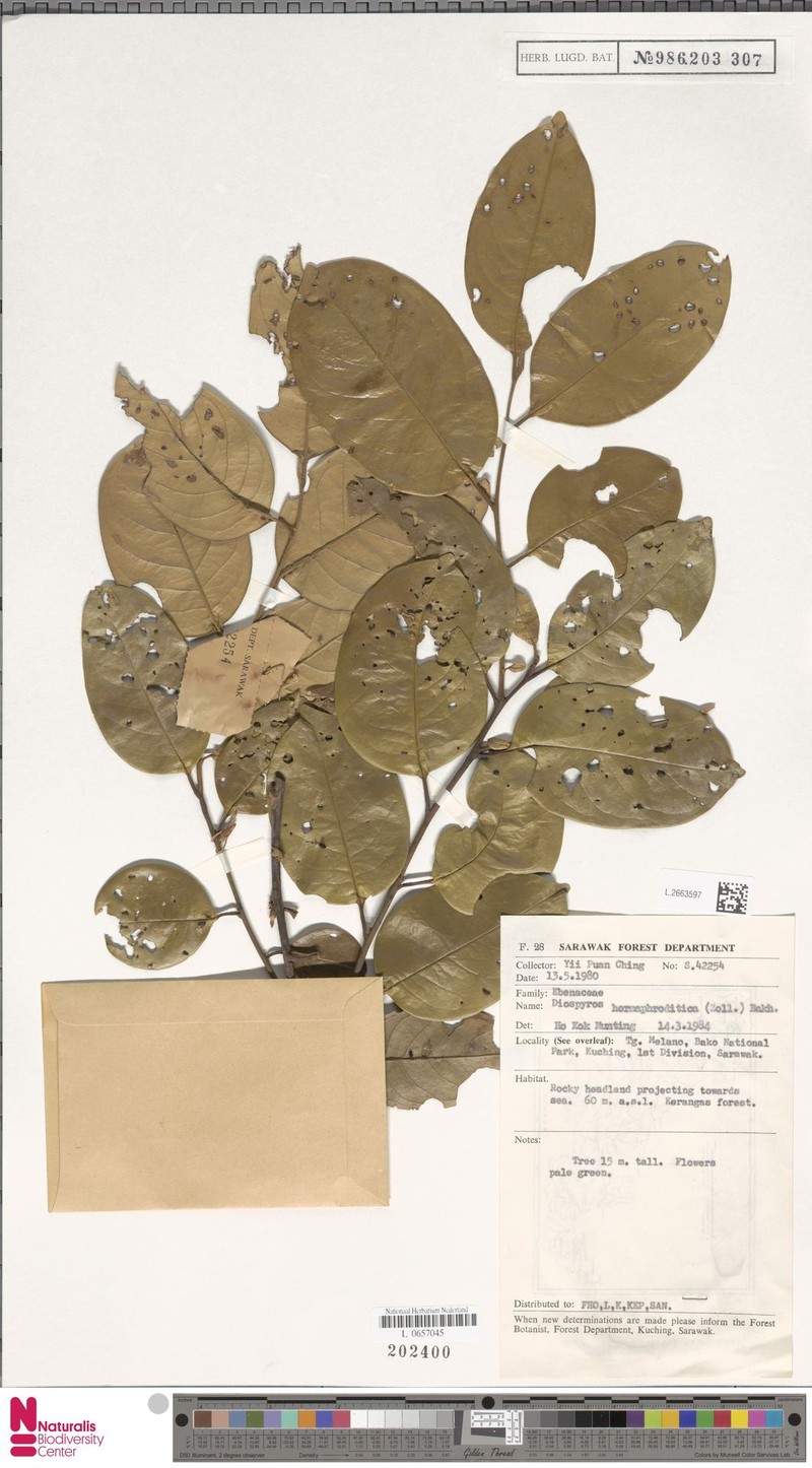Diospyros venosa var. venosa photo 2