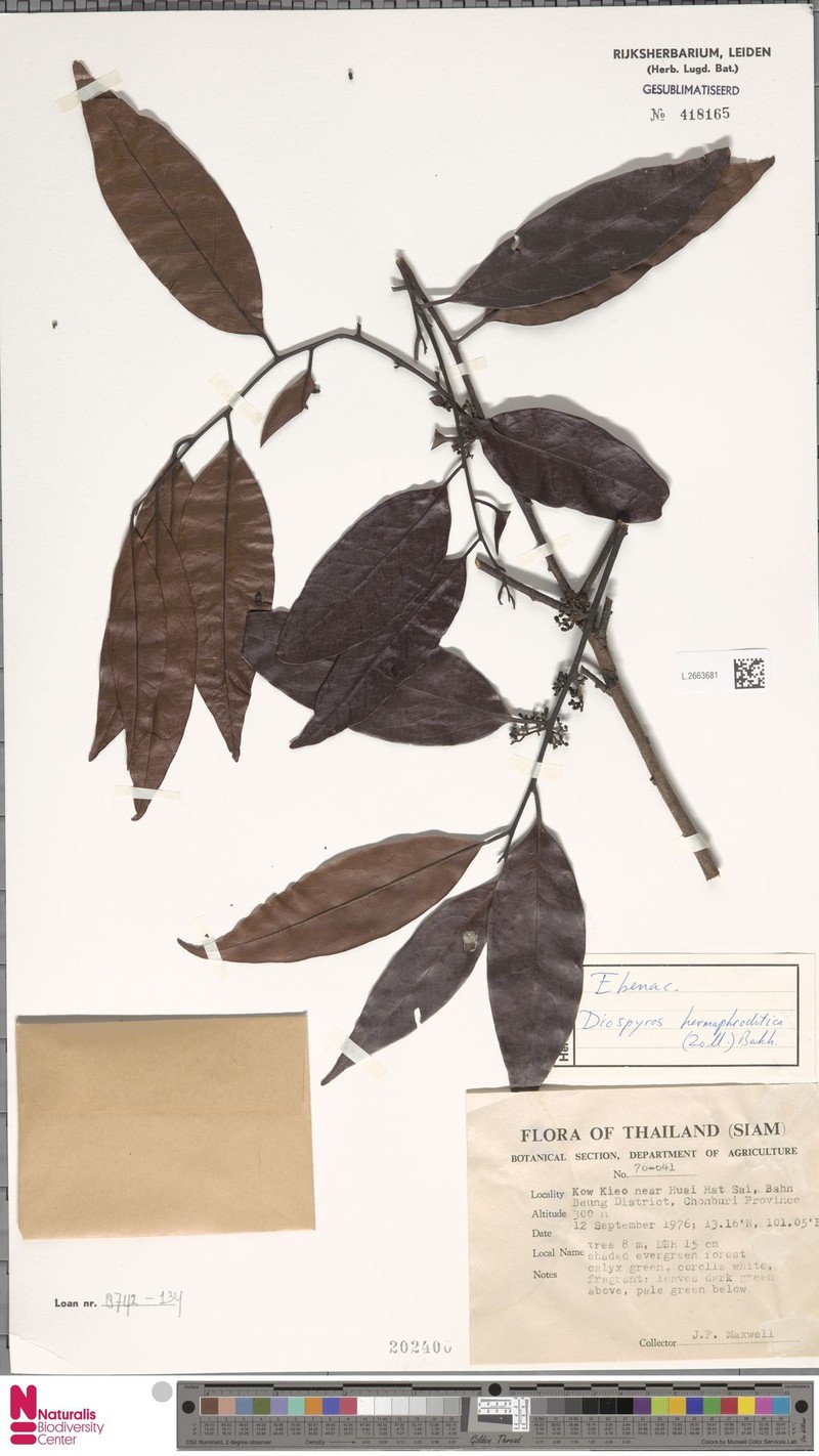 Diospyros venosa var. venosa photo 3