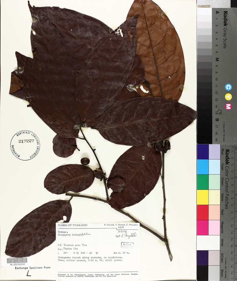 Diospyros venosa var. venosa photo 4