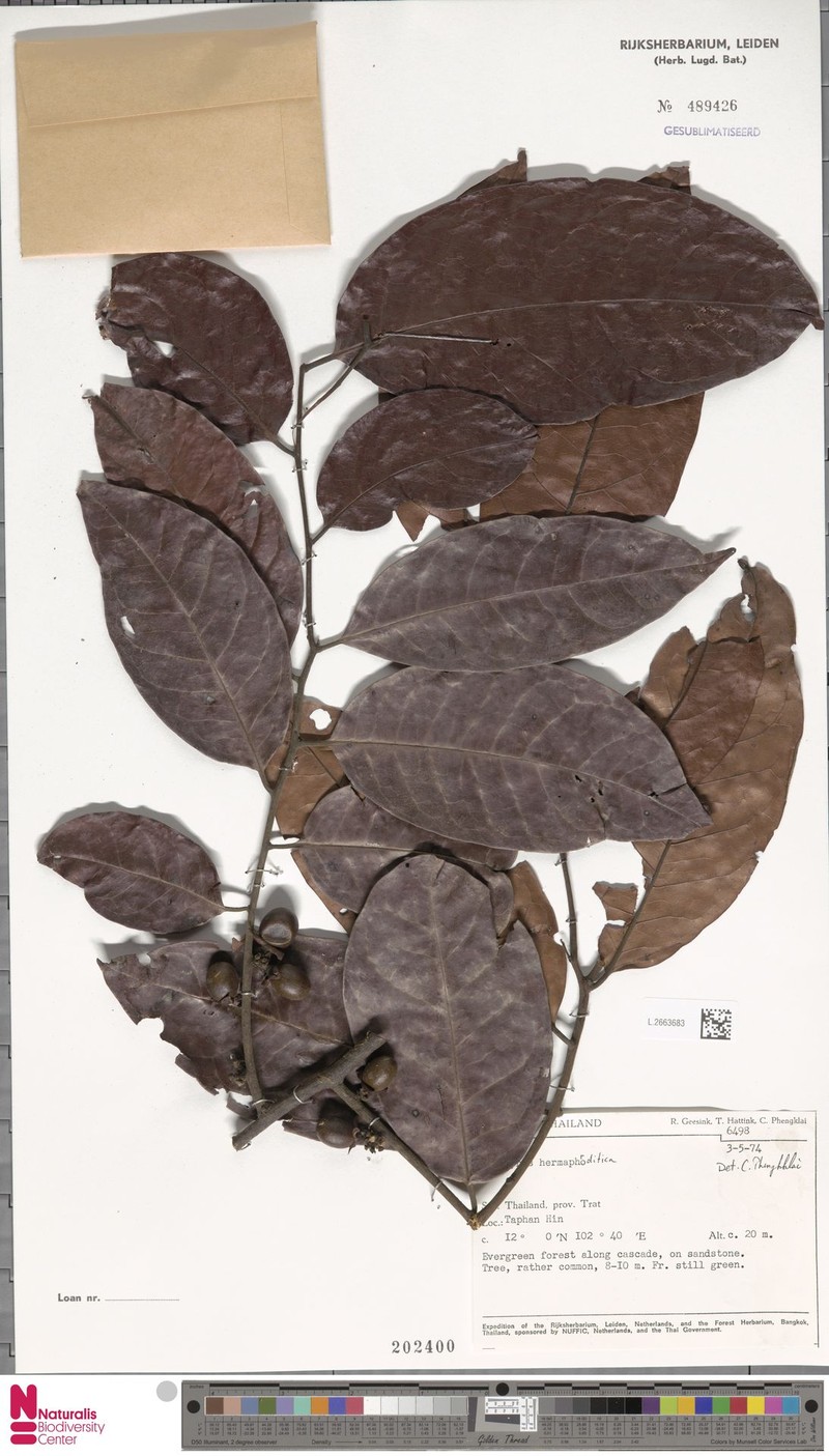 Diospyros venosa var. venosa photo 5